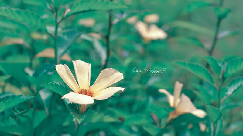 端午节美好寓意与祝福(56句)
