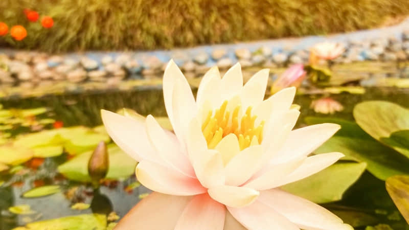 感恩的心正能量句子(61句)
