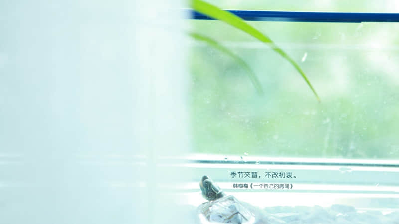 描写荷花的现代诗11首