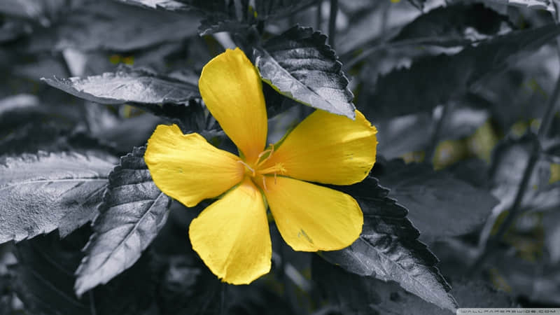 描写梅花的现代诗歌