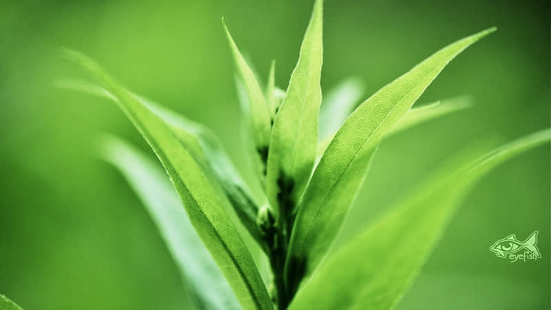 回家的心情说说：家是我们心灵的港湾，家是我们心灵的归宿，家是我们永远的守候
