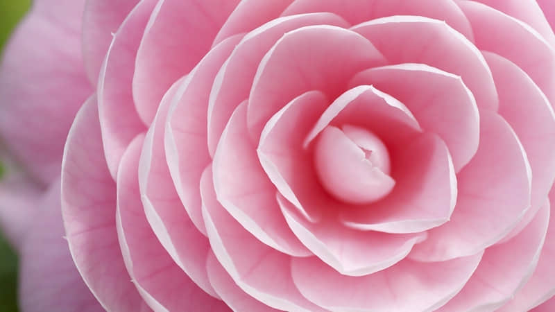 关于中秋节的诗句古诗