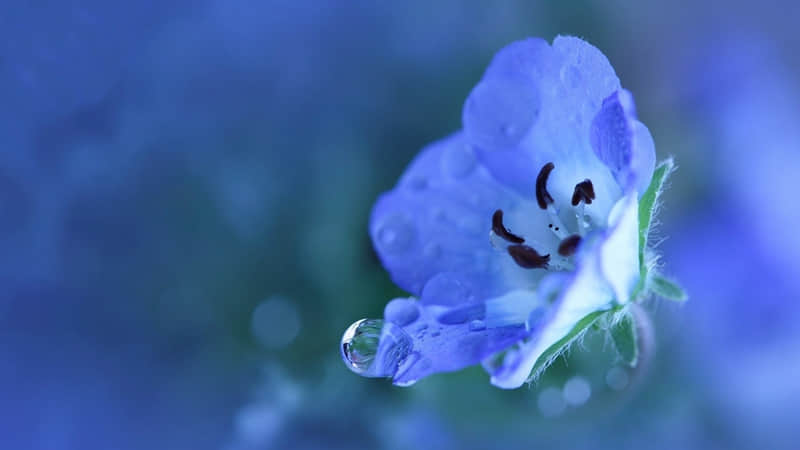 描写西湖的现代诗