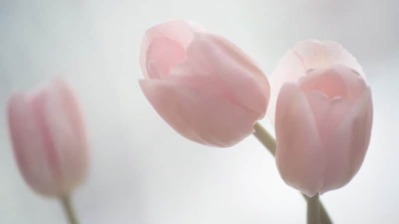 过去属于死神，未来属于你自己——雪莱