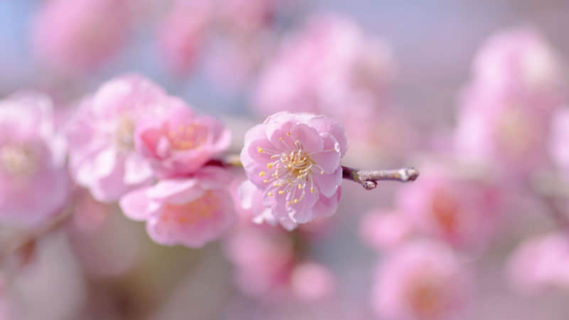 赞美春节的诗歌
