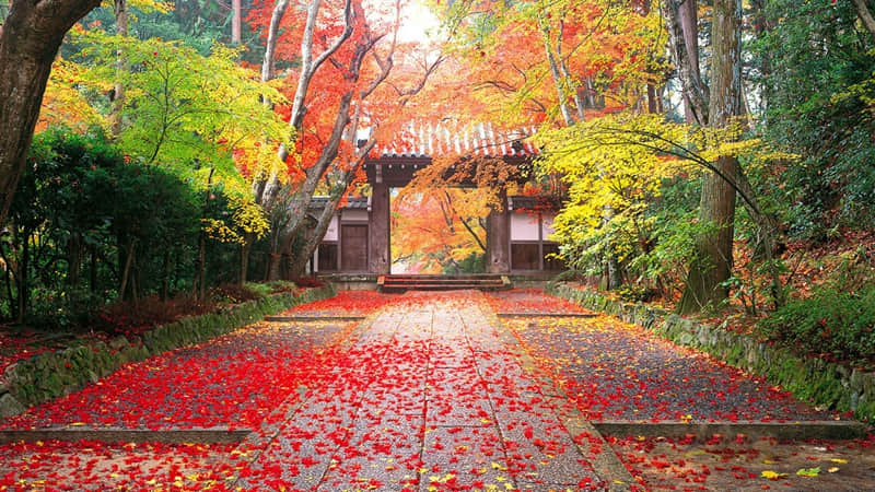 屈原写的诗
