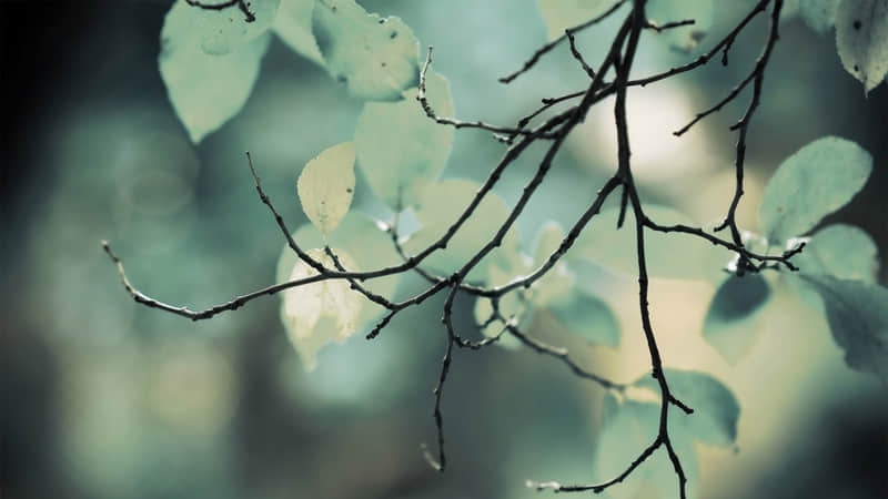 尊师的诗歌