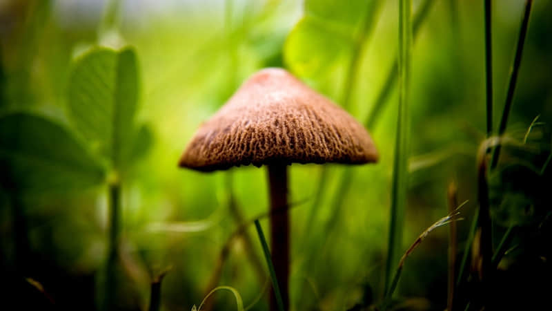 描写梅兰竹菊的诗