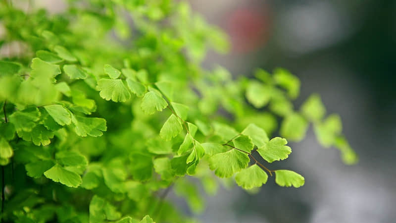 四首田园诗词，清新如画，每一句都美到心坎里