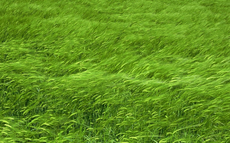 有关爱国的现代诗