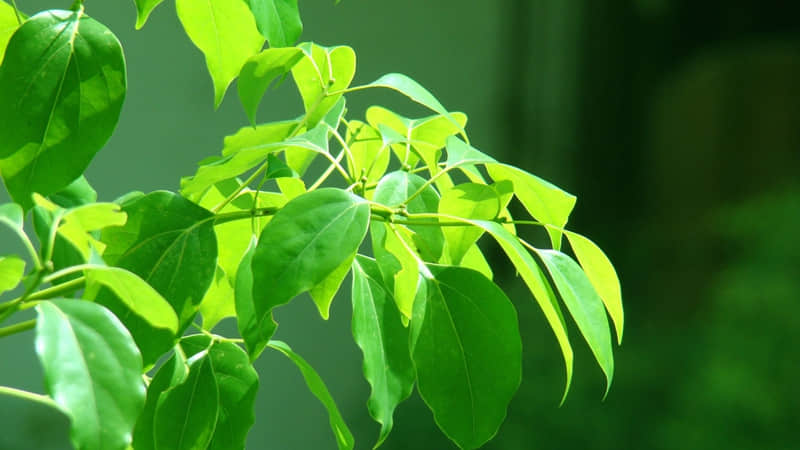 称赞西湖美景的诗 适合西湖的朋友圈文案