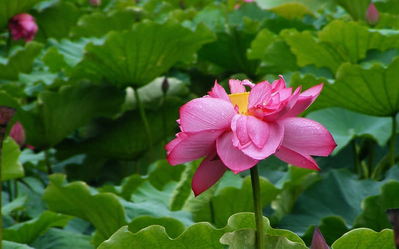 春联横批  春临大地百花艳。下联：节至人间万象新。横批：万事如意