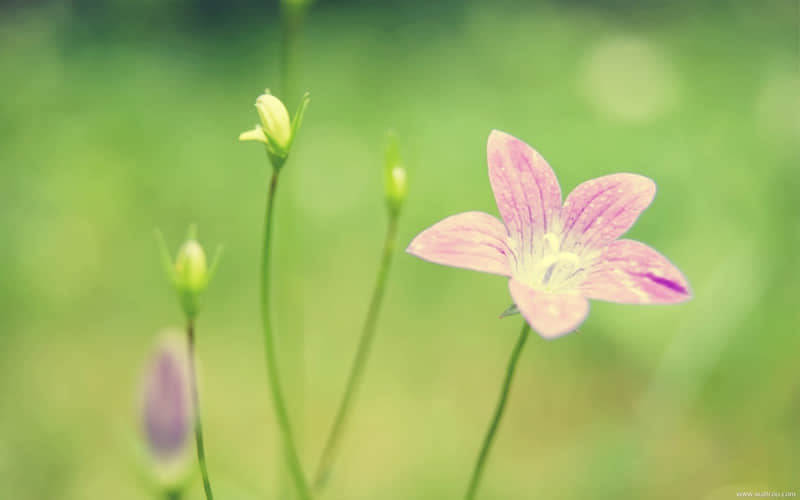 赞美梅花的现代诗