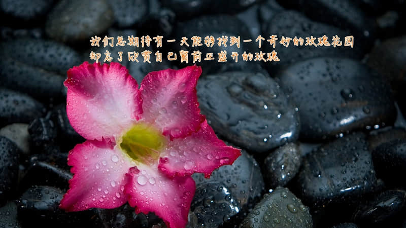 描写春分的诗句