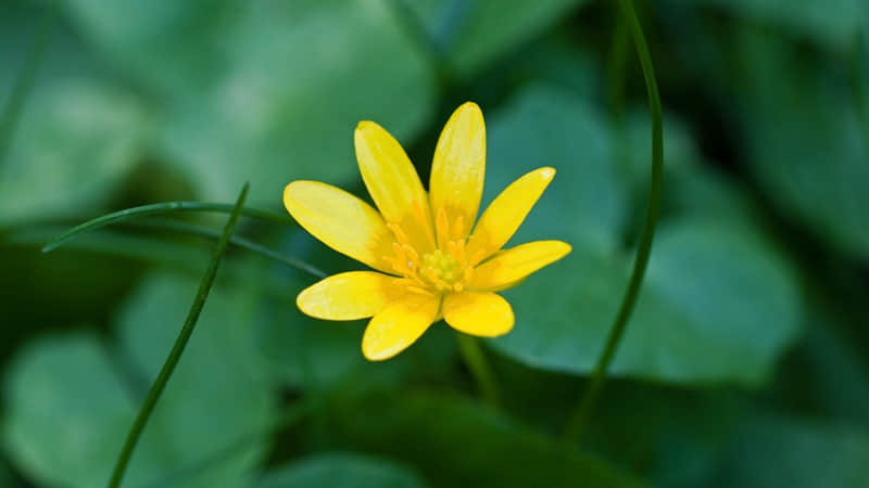 赞美春节的诗歌