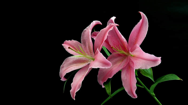 教师节一句话精彩寄语(精选43句)