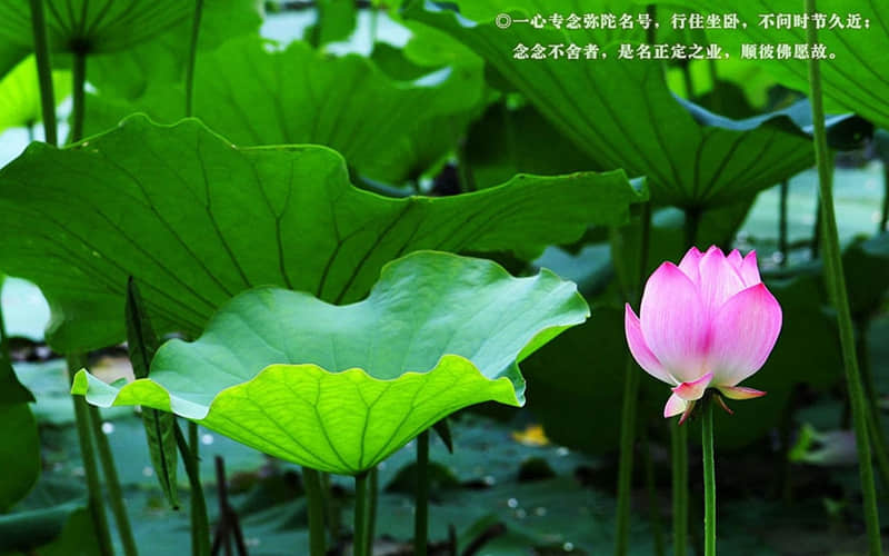 经典爱情现代诗