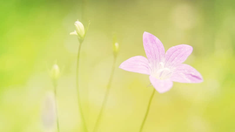 ins风高级感英语文案：对的人治愈你，错的人只会消耗你。