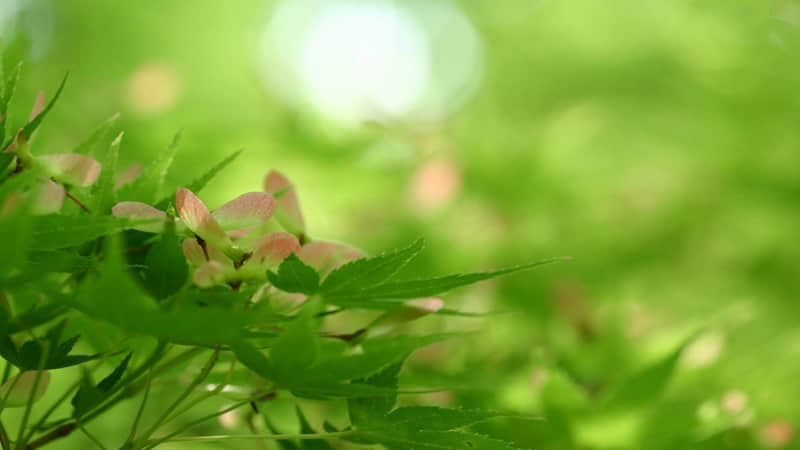 题西林壁的诗意