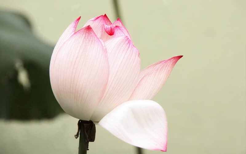 祝福语元宵节的祝福语(85句)