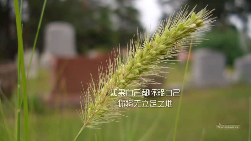 赞美西湖的现代诗
