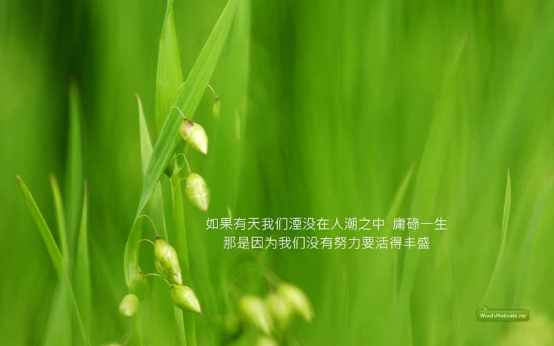 能够让你心情变好的治愈语录 知足且上进，温柔且坚定。