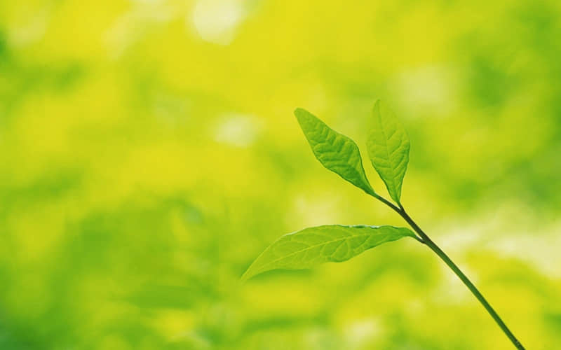 荷马名言名句：追逐影子的人，自己就是影子 