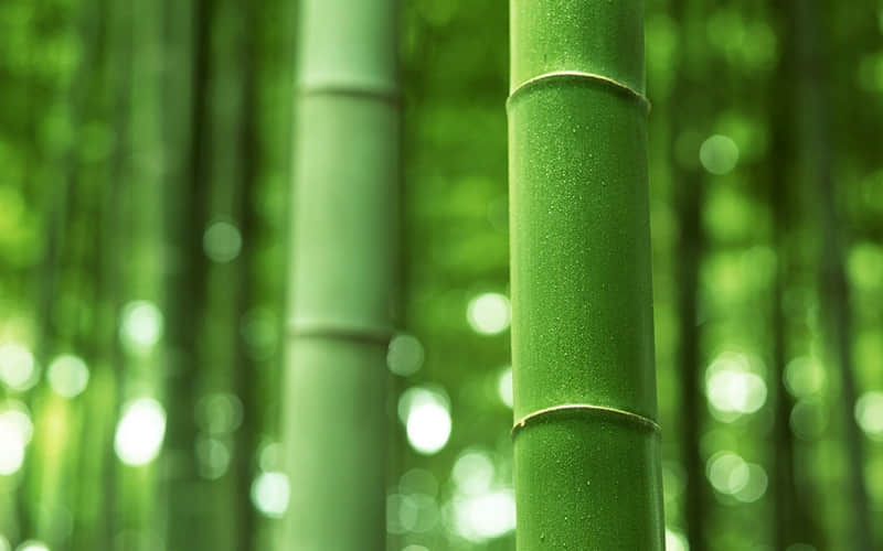 关于花的唯美句子