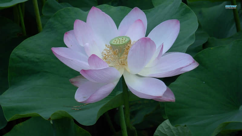 描写田园风光的诗句大全