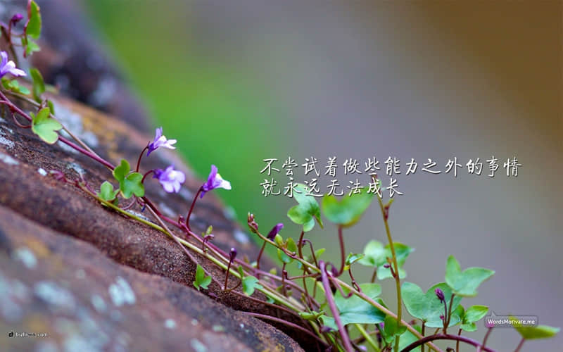 描写花香的诗句
