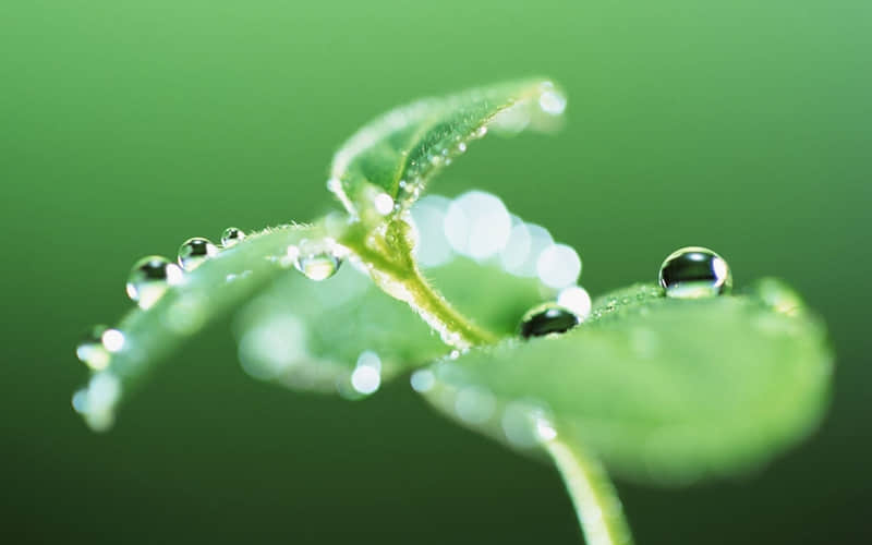 赞美春节的诗歌