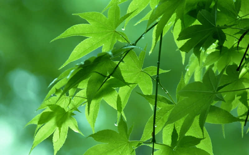 给父亲的生日祝福：年年岁岁花相似，岁岁年年人不同