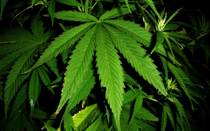 坚持的名言，关于坚持的名言警句：你总要去坚持一次！即使全世界都告诉你，那是错的！