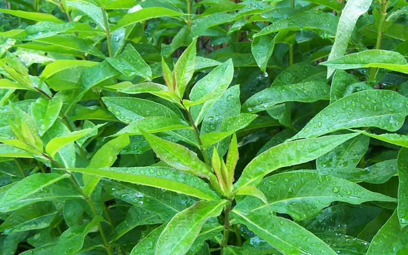 人走茶凉时态炎凉的说说 人走茶凉的心酸短句
