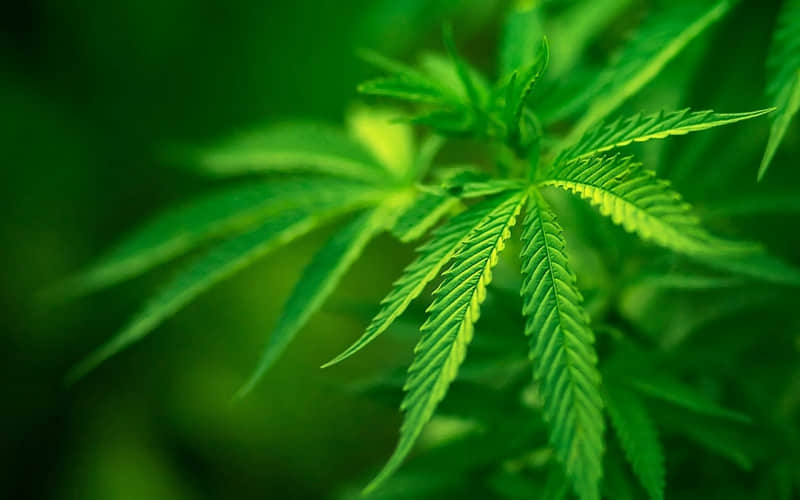 关于夏天名言警句摘抄大全(56句)