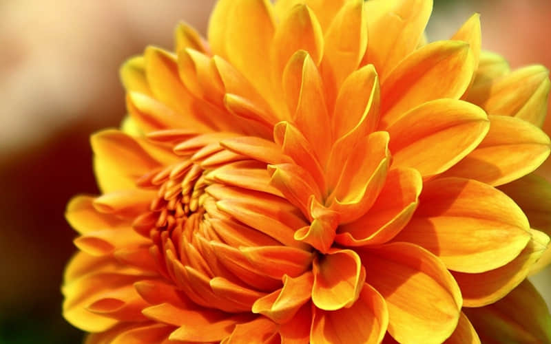 何其芳的诗