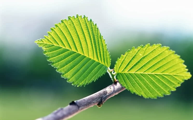 母亲节怎么发朋友圈：母亲您给了我生命，而我则成了您永远的牵挂。在我无法陪伴左右的日子里，愿妈妈您每一天都平安快乐