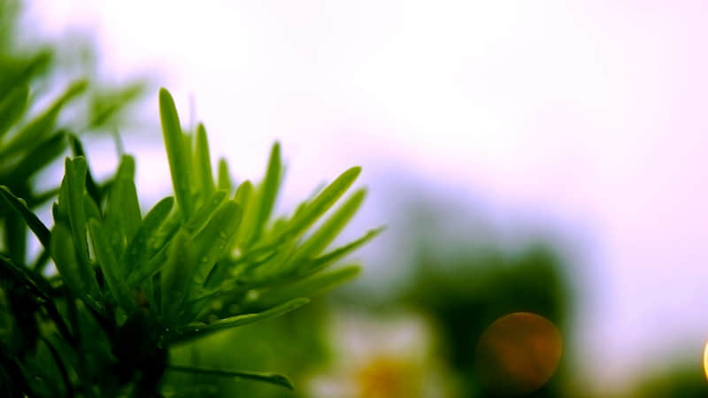 七夕原创古风：前世必有约，忽的一相逢