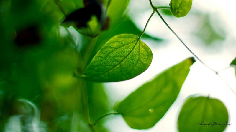 惊艳古风的优美说说 渺渺时空，茫茫人海，与君相遇，莫失莫忘