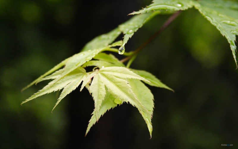 圣诞节给女朋友的情话