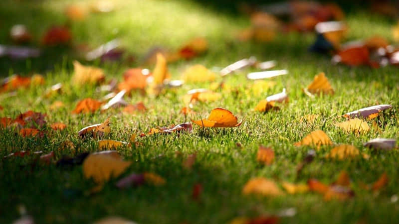 很有古韵味道的句子：陌芦殇，半是残花香，长门清宫人不唤，胜逝一江秋水寒，莫问卿，忆解难