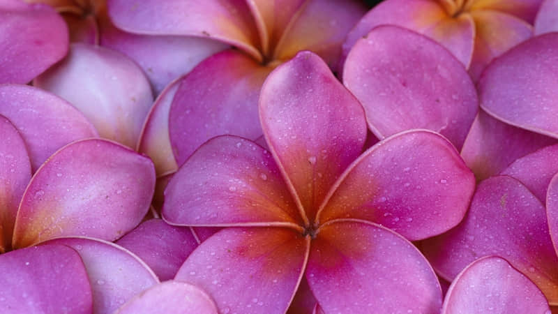 描写梅花的现代诗歌