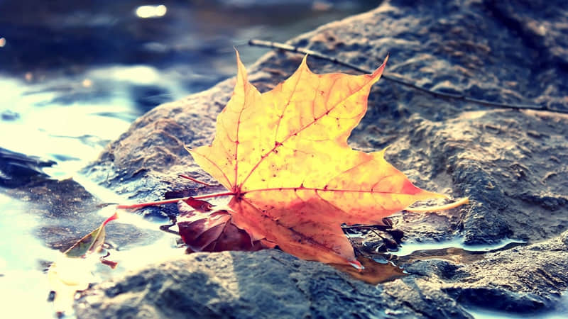 房地产广告宣传语：藏龙卧虎，尽显华贵龙景花园