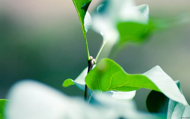 关于菊花的诗句、名句，古诗文说说