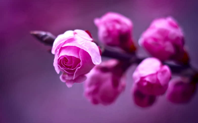 2022芒种节气的朋友圈祝福语 芒种节气发朋友圈的好听说说