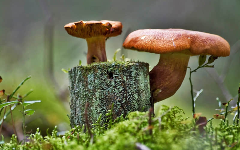 情人节浪漫告白的句子：初恋是雾，你是雾中的玫瑰，隔着青纱看你，叫我心醉！！！