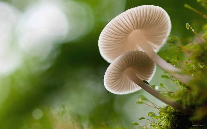 珍爱生命的名言警句 珍爱生命的诗句