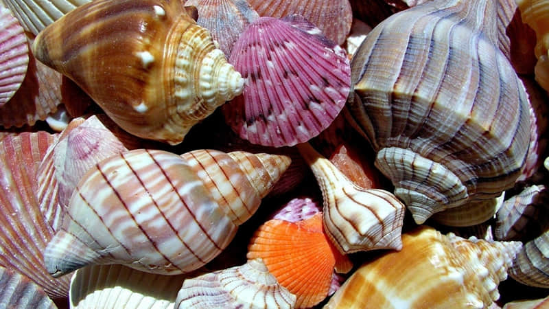 海涅的诗