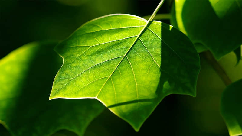 八字对联：上联：佳节迎春春生笑脸。下联：丰收报喜喜上眉梢