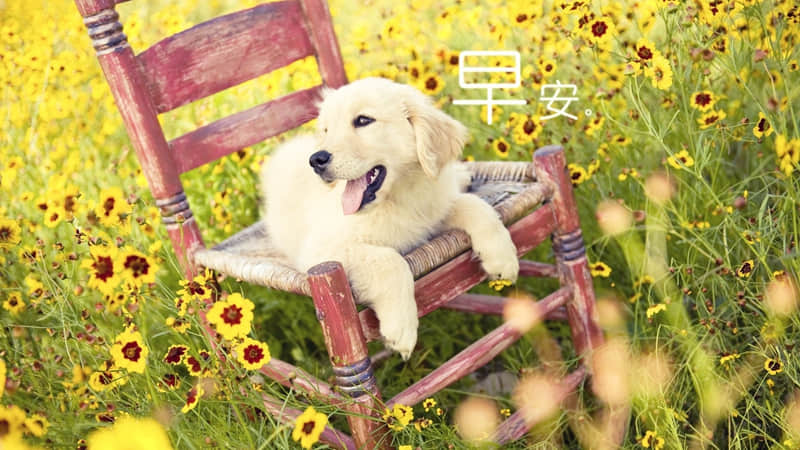 描写梅花的现代诗歌